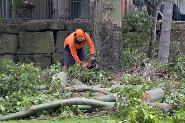 How Our Tree Care Process Works  in  Selma, AL